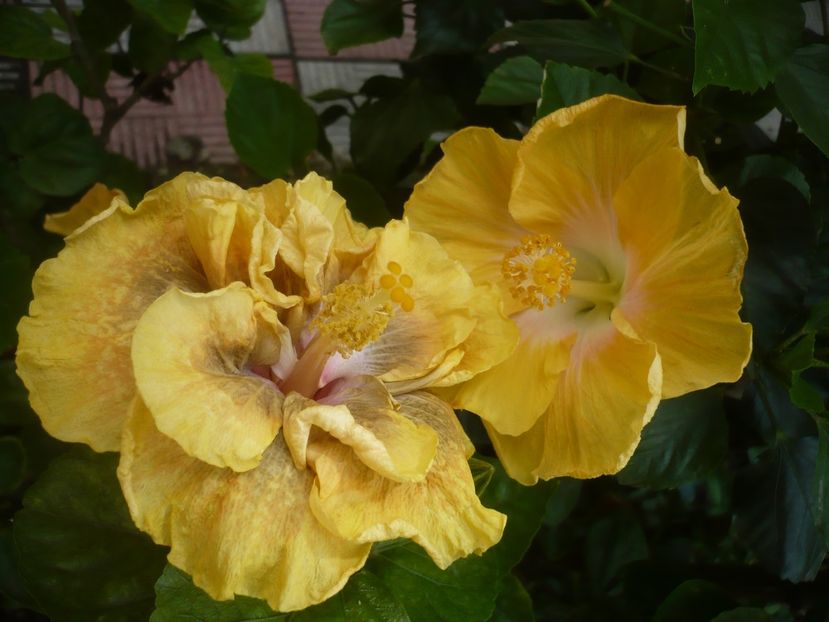 P1420204 - HIBISCUSI 2019-2