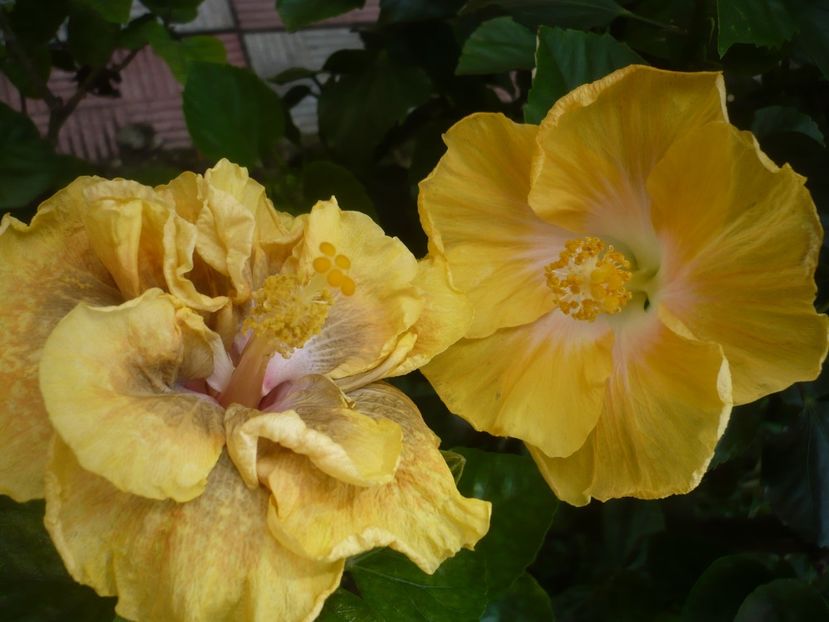 P1420205 - HIBISCUSI 2019-2