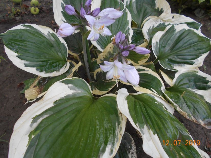  - 2Azalee-rhododendroni-hortensii-hoste 2019