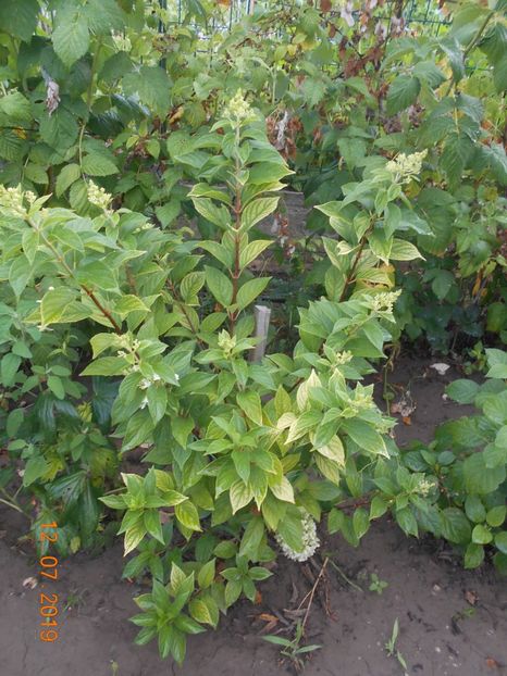  - 2Azalee-rhododendroni-hortensii-hoste 2019