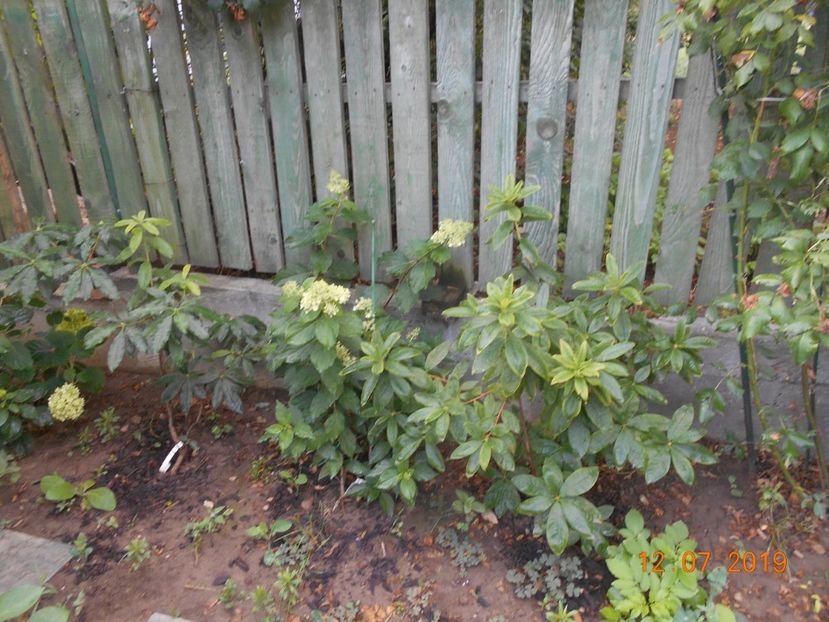  - 2Azalee-rhododendroni-hortensii-hoste 2019