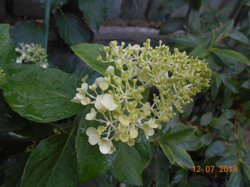  - 2Azalee-rhododendroni-hortensii-hoste 2019