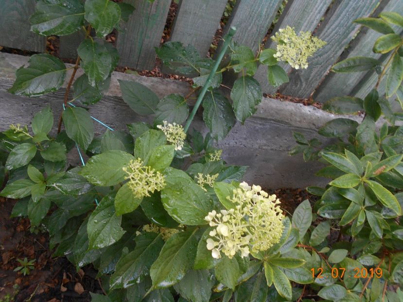  - 2Azalee-rhododendroni-hortensii-hoste 2019