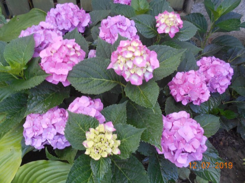  - 2Azalee-rhododendroni-hortensii-hoste 2019