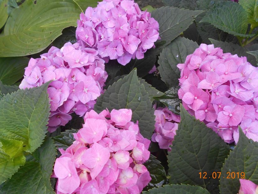  - 2Azalee-rhododendroni-hortensii-hoste 2019