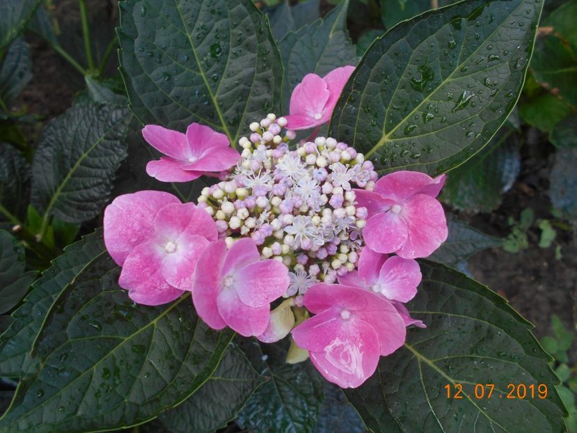  - 2Azalee-rhododendroni-hortensii-hoste 2019