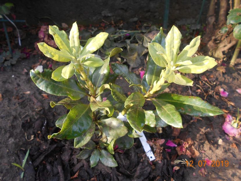  - 2Azalee-rhododendroni-hortensii-hoste 2019