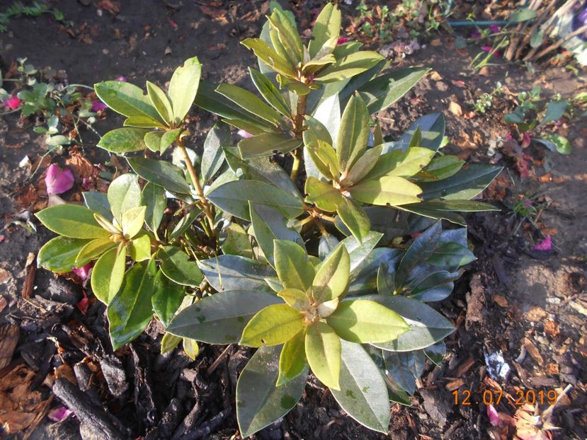  - 2Azalee-rhododendroni-hortensii-hoste 2019