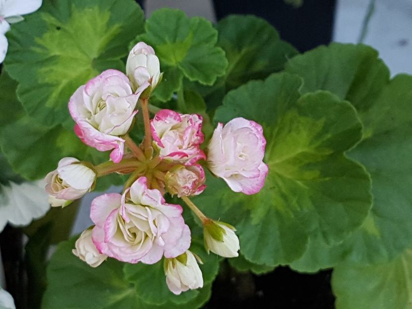 Happy Appleblossom - Muscate de colectie 2019