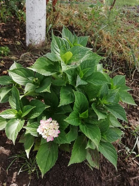2019 - 12.07 - Hortensii