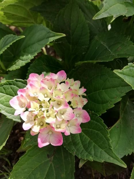 2019 - 12.07 - Hortensii