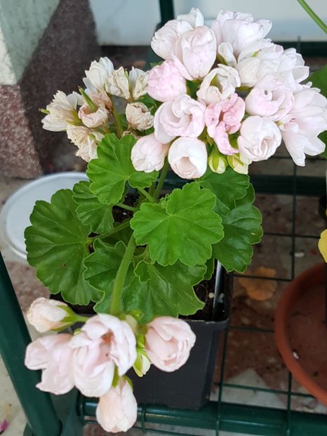 Marbacka Tulpan - Muscate de colectie 2019