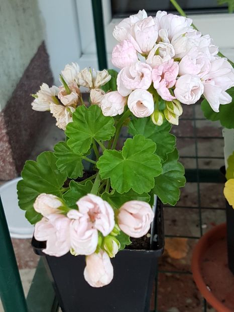 Marbacka Tulpan - Muscate de colectie 2019