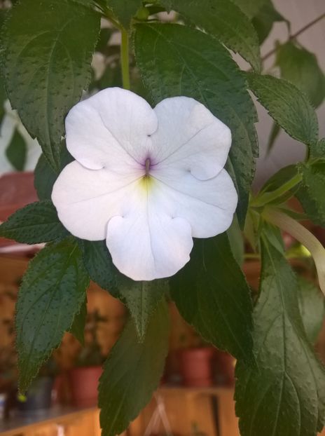 Snow Princess - Achimenes si Achimenantha 2019