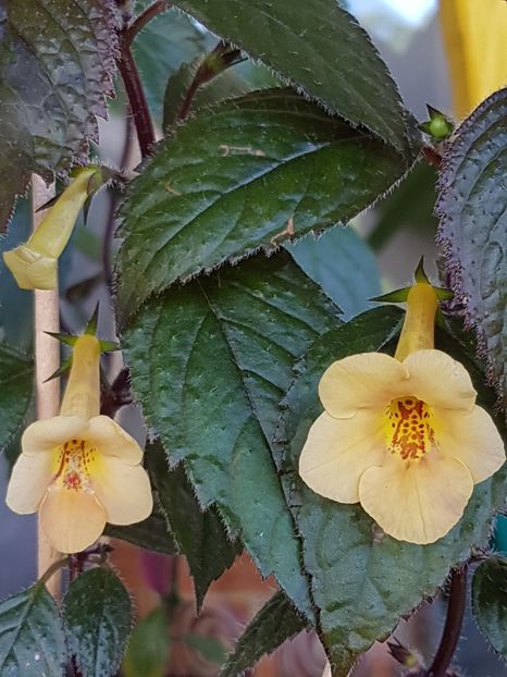 Yellow Beauty - Achimenes 2019