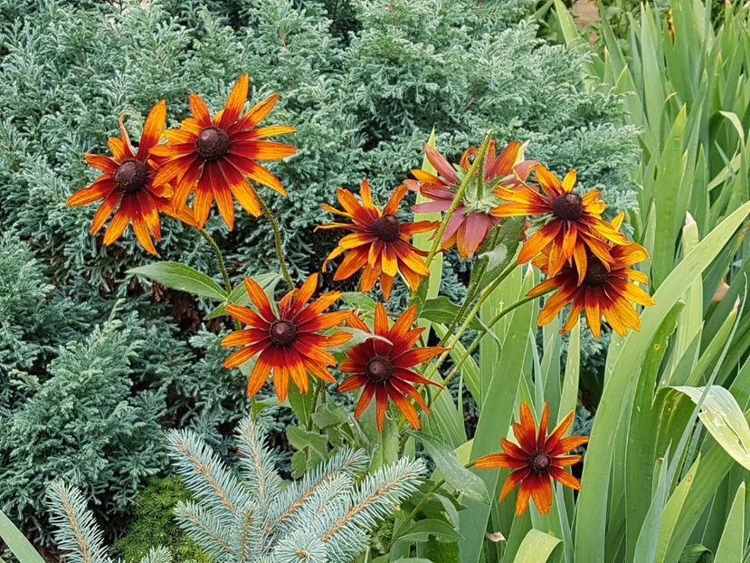 Rudbeckia - Iulie 2019