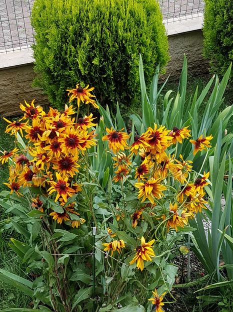 Rudbeckia - Iulie 2019