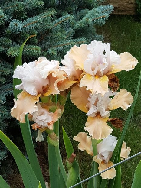 Iris Champagne Elegance-reinflorire - Iulie 2019