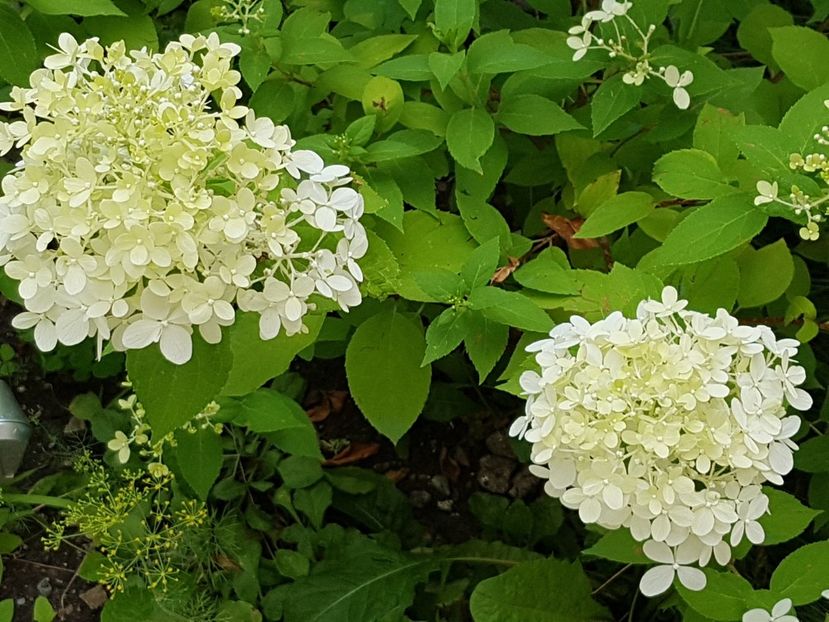 Hortensia paniculata - Iulie 2019