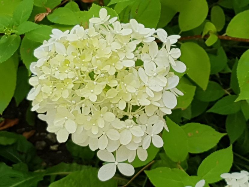 Hortensia paniculata - Iulie 2019