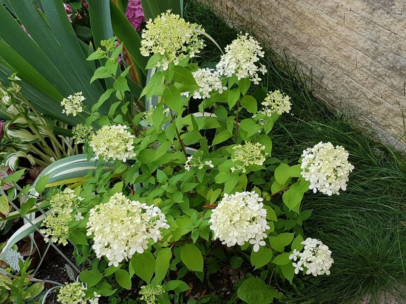 Hortensia paniculata - Iulie 2019