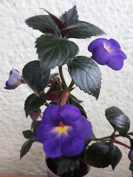  - R21 - RF s Shascha Kronick