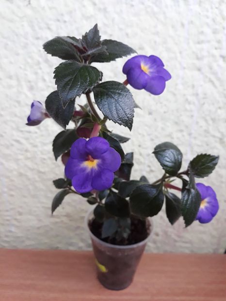  - R21 - RF s Shascha Kronick