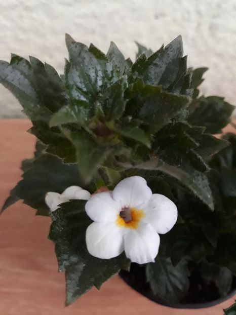 2019 - R21 - Van Gogh