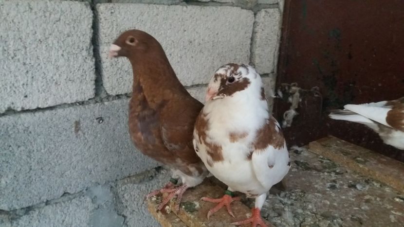  - Pui de americani 2019