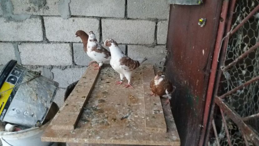  - Pui de americani 2019