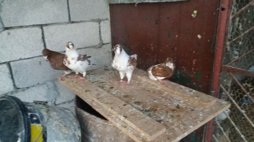  - Pui de americani 2019