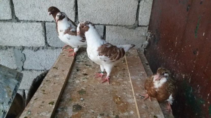  - Pui de americani 2019