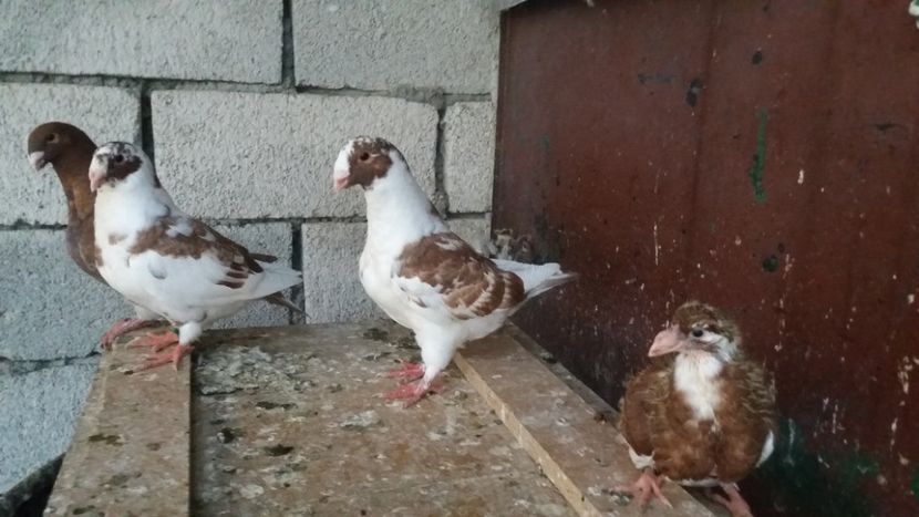  - Pui de americani 2019