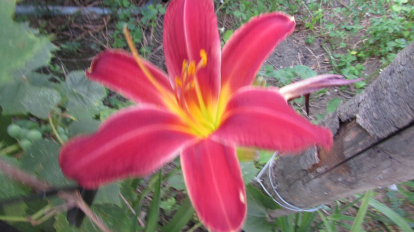  - A A Flori de gradina 3