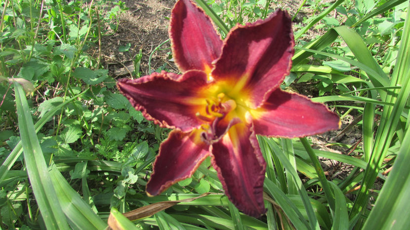  - A A Flori de gradina 3