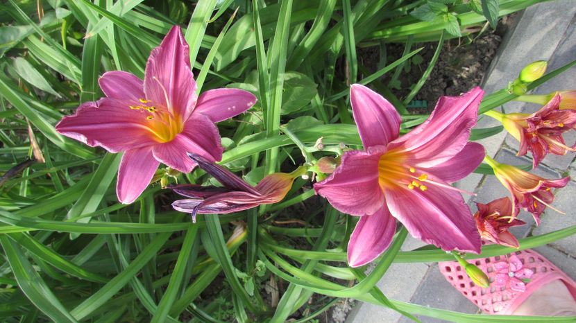  - A A Flori de gradina 3