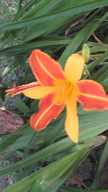  - A A Flori de gradina 3