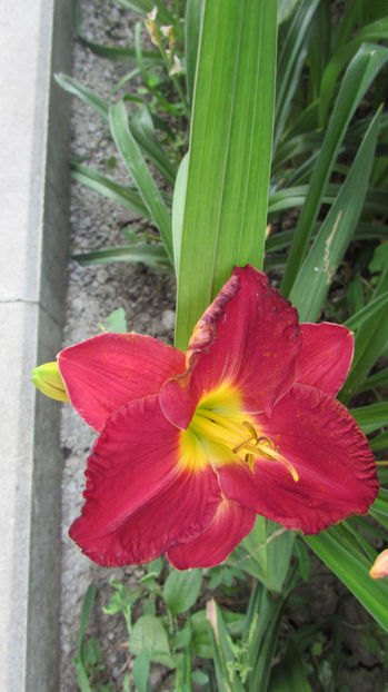  - A A Flori de gradina 3