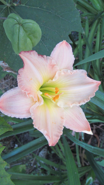  - A A Flori de gradina 3