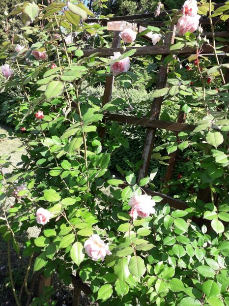  - 7 Gradina Botanica 2019