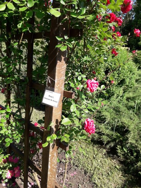  - 7 Gradina Botanica 2019