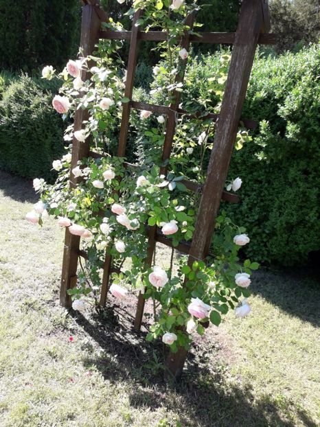  - 7 Gradina Botanica 2019