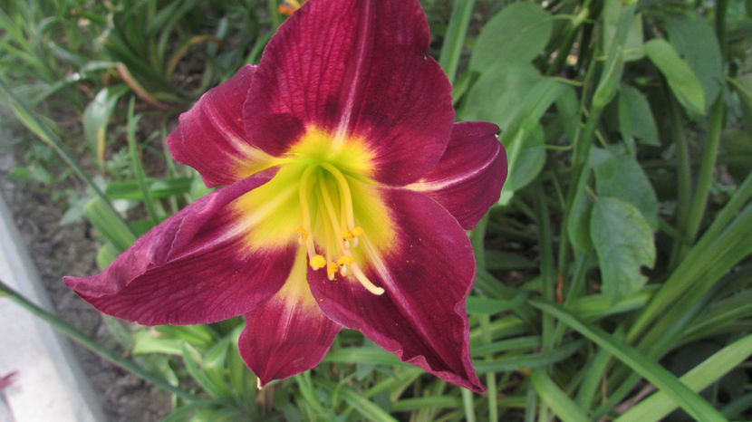  - A A Flori de gradina 3