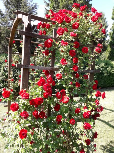  - 7 Gradina Botanica 2019