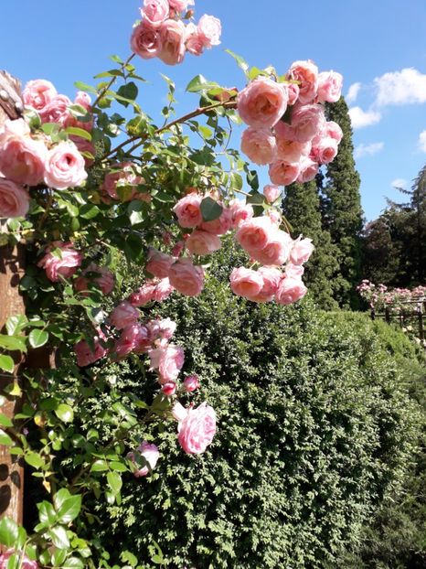  - 7 Gradina Botanica 2019