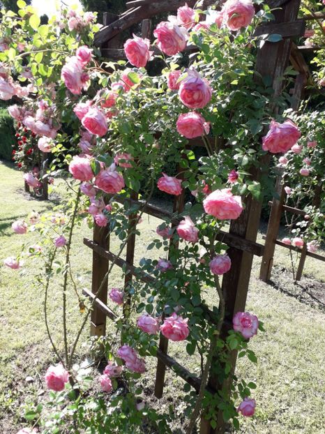  - 7 Gradina Botanica 2019