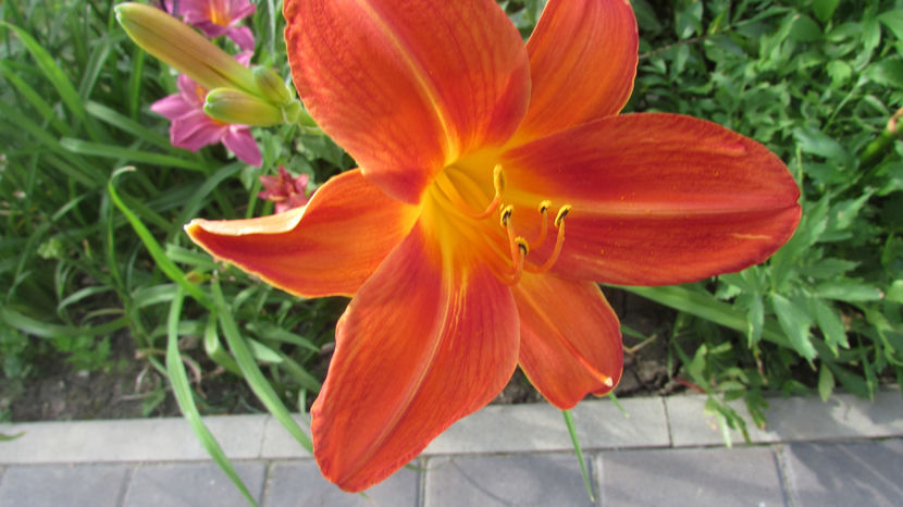  - A A Flori de gradina 3