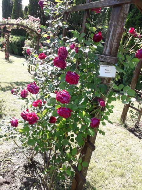  - 7 Gradina Botanica 2019