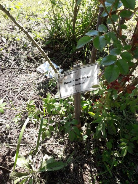  - 7 Gradina Botanica 2019