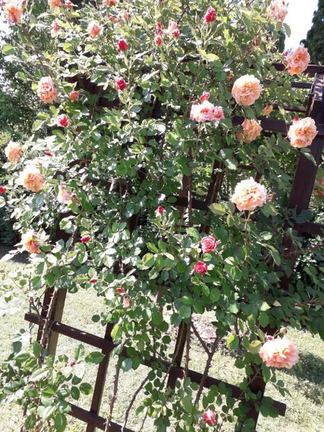  - 7 Gradina Botanica 2019